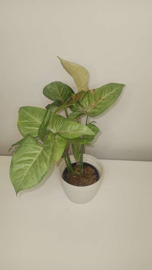 Syngonium yellow pink 5