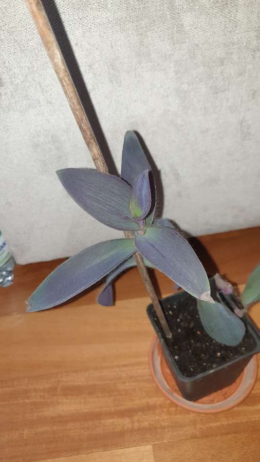 Setkrezja purpurowa, trzykrotka  4