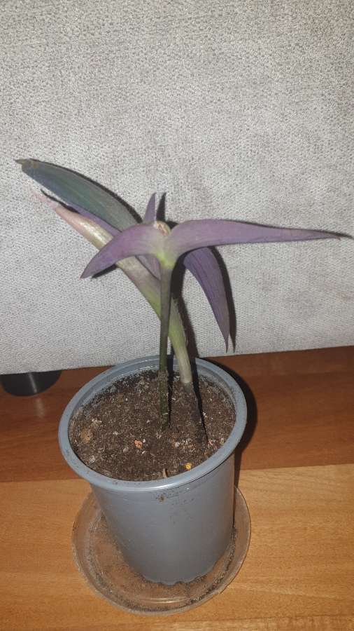 Setkrezja purpurowa, trzykrotka  2