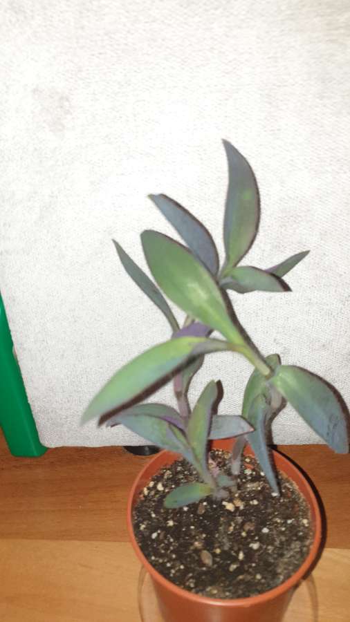 Setkrezja purpurowa, trzykrotka  2