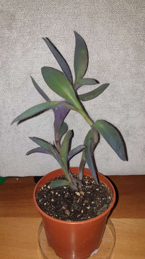 Setkrezja purpurowa, trzykrotka  3