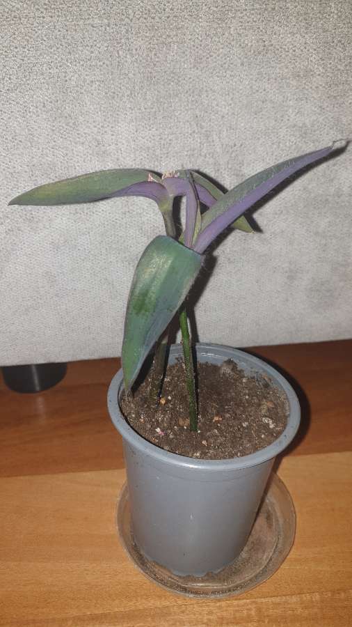 Setkrezja purpurowa, trzykrotka  3