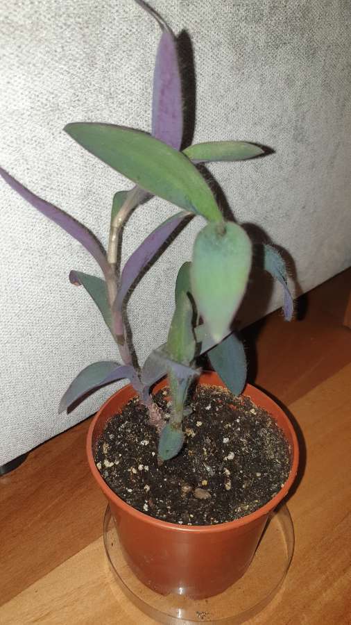 Setkrezja purpurowa, trzykrotka  4