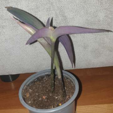 Setkrezja purpurowa, trzykrotka 