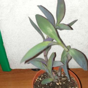 Setkrezja purpurowa, trzykrotka 