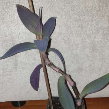 Setkrezja purpurowa, trzykrotka 