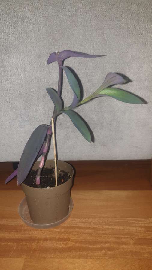 Setkrezja purpurowa  2