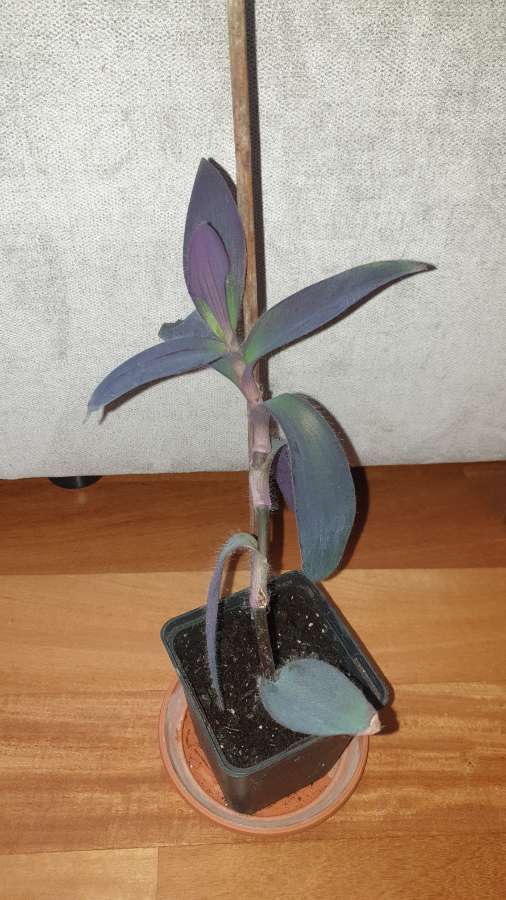 Setkrezja purpurowa, trzykrotka  3