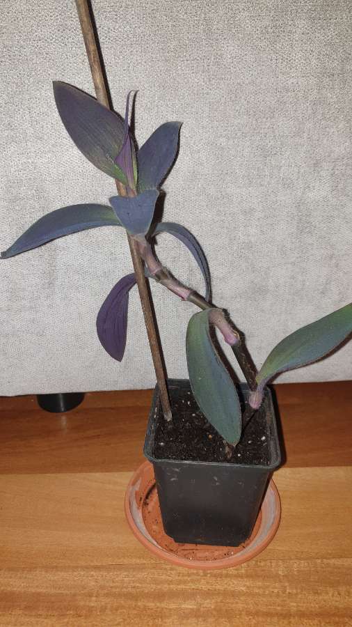 Setkrezja purpurowa, trzykrotka  2