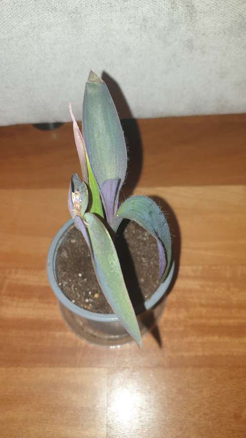 Setkrezja purpurowa, trzykrotka  4