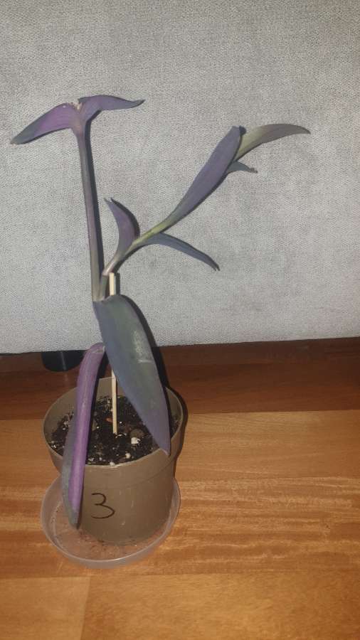 Setkrezja purpurowa  3