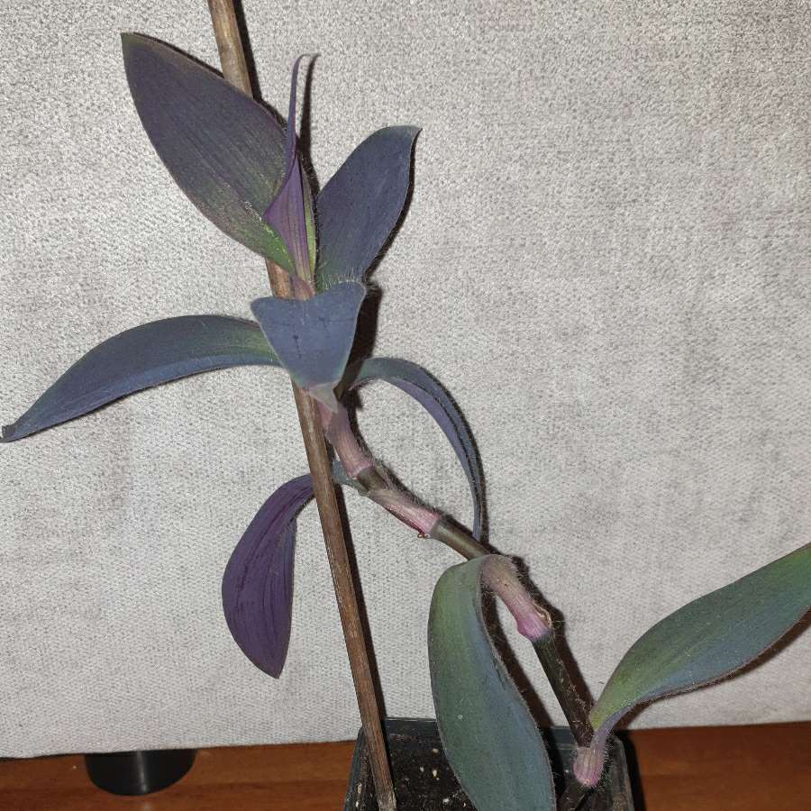 Setkrezja purpurowa, trzykrotka 