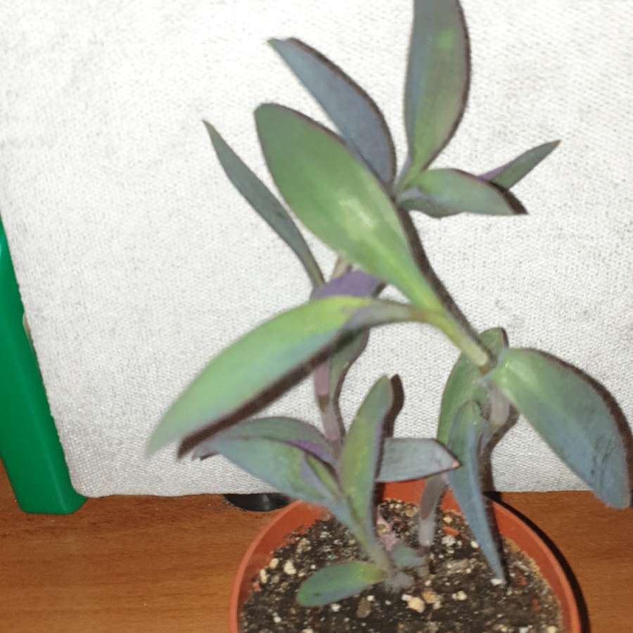 Setkrezja purpurowa, trzykrotka 