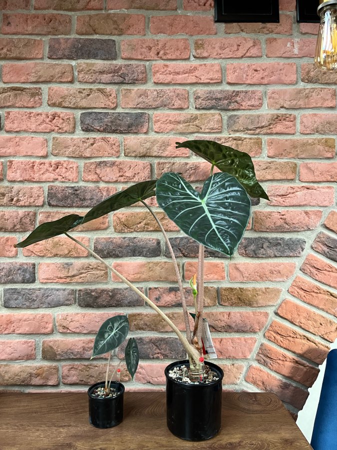 Alocasia Pink Dragon 2