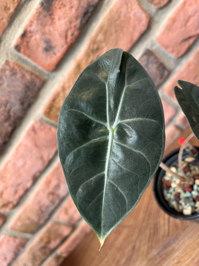 Alocasia Pink Dragon 3