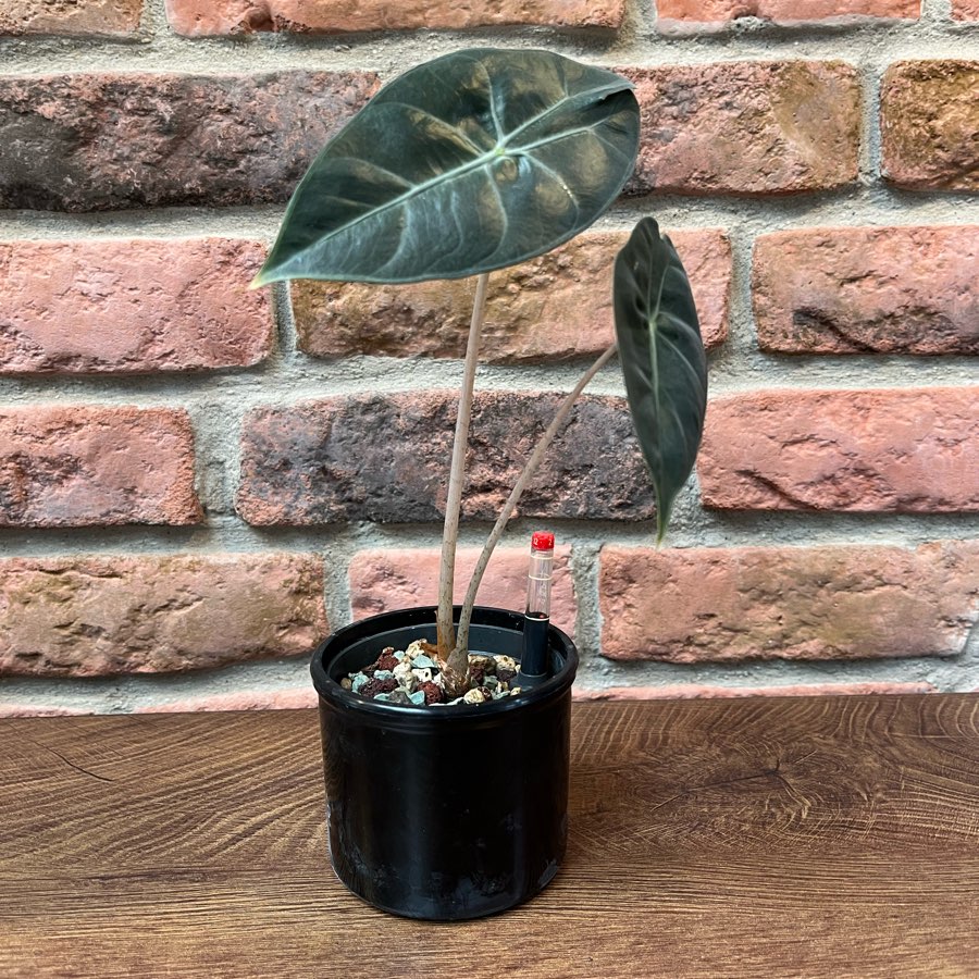 Alocasia Pink Dragon