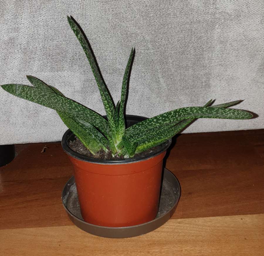 Gasteria, duża z bejbikiem 4