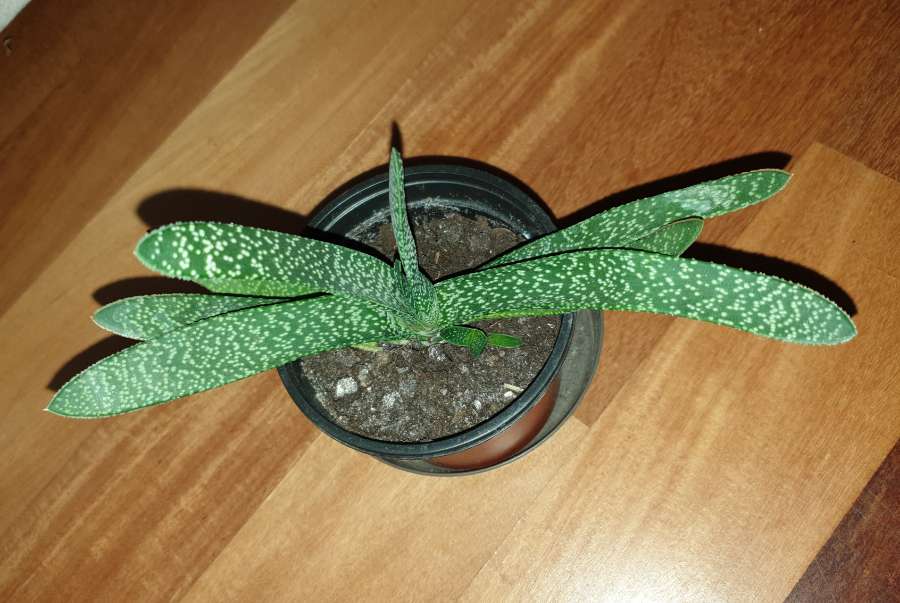 Gasteria, duża z bejbikiem 3
