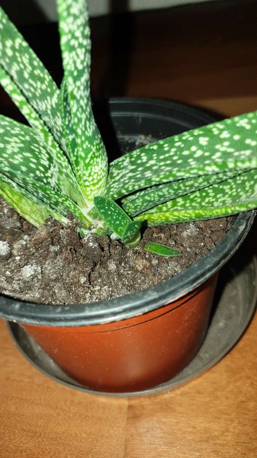 Gasteria, duża z bejbikiem 5