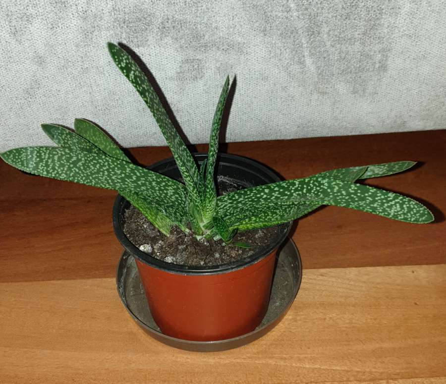 Gasteria, duża z bejbikiem 2