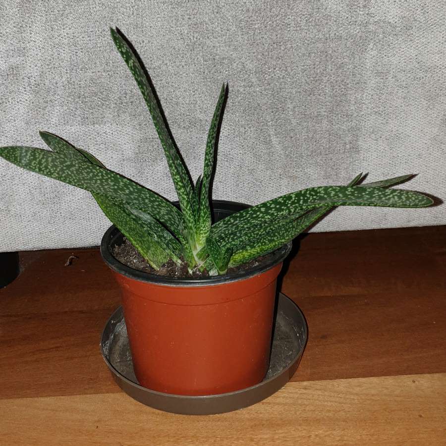 Gasteria, duża z bejbikiem