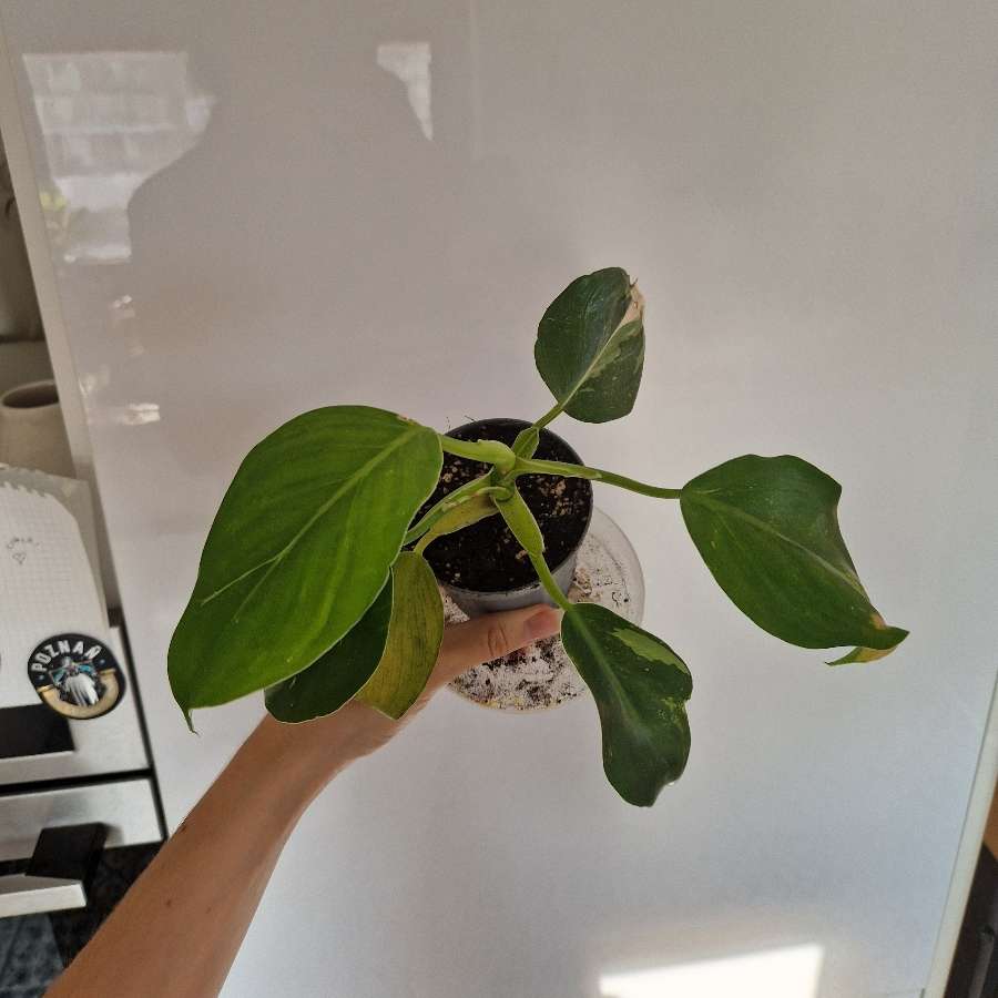 Philodendron White Wizard