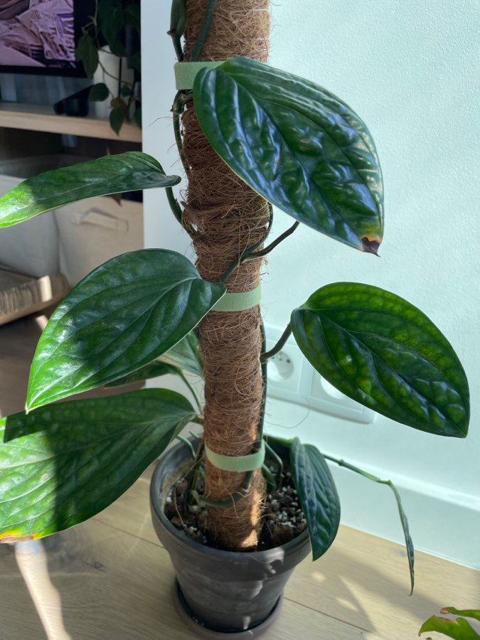 Monstera Peru 2
