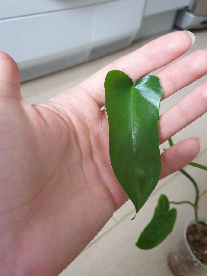 Philodendron green dragon 3