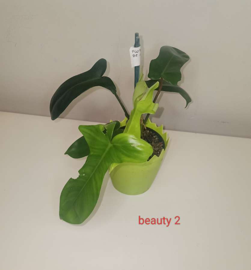 Philodendron Floryda beauty 3