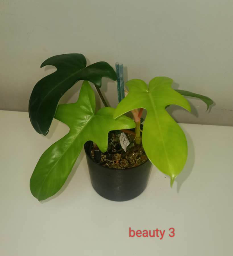 Philodendron Floryda beauty 5