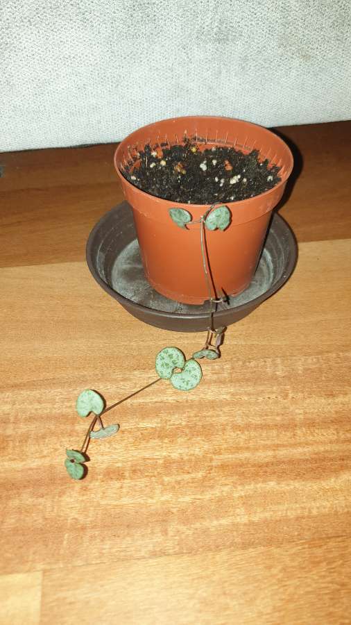 Ceropegia Woodii, roślina rosnąca
 2