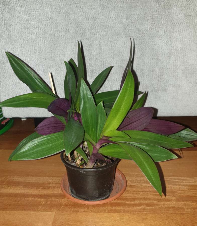 Reo meksykańskie, dużo sadzonek w doniczce  3