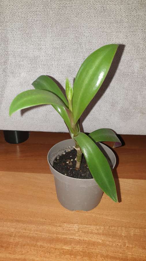 Reo meksykańskie, dużo sadzonek w doniczce  2