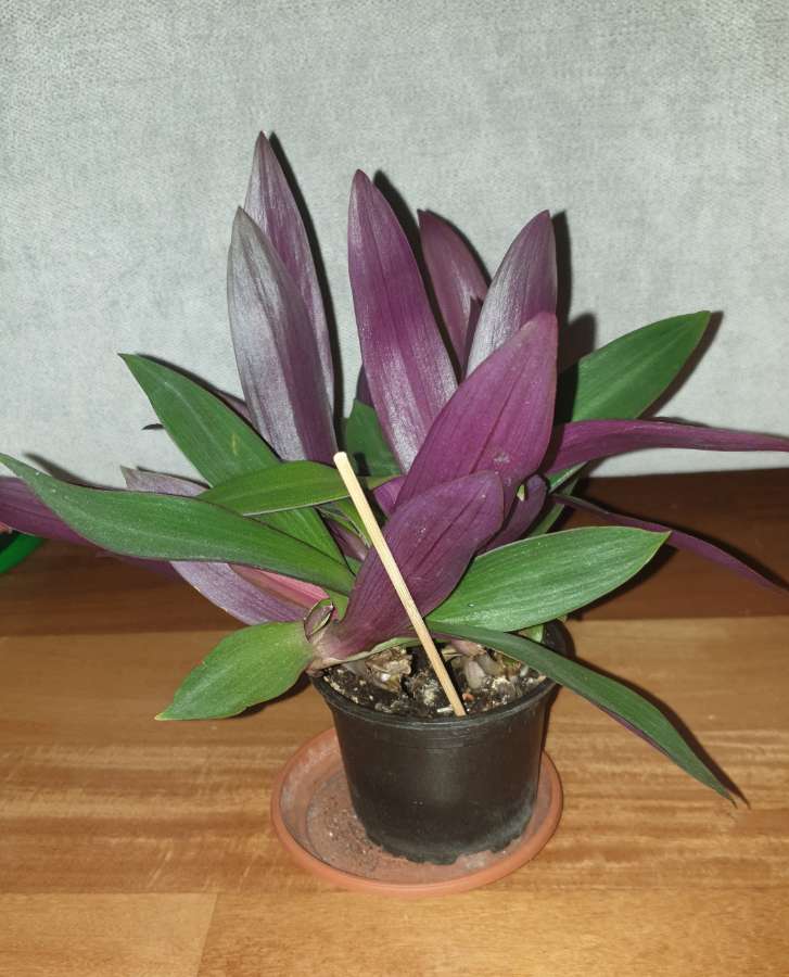 Reo meksykańskie, dużo sadzonek w doniczce  4