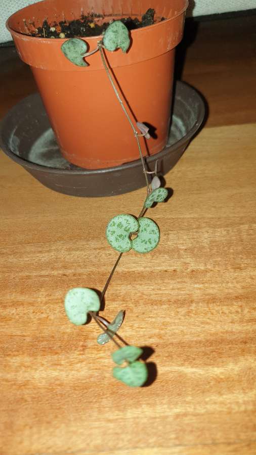 Ceropegia Woodii, roślina rosnąca
 3
