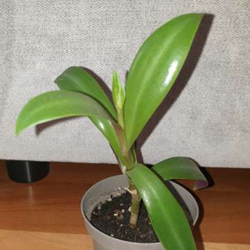 Reo meksykańskie, dużo sadzonek w doniczce 