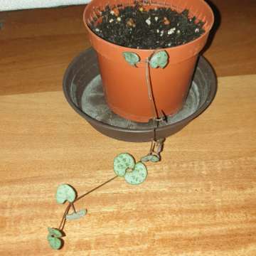 Ceropegia Woodii, roślina rosnąca
