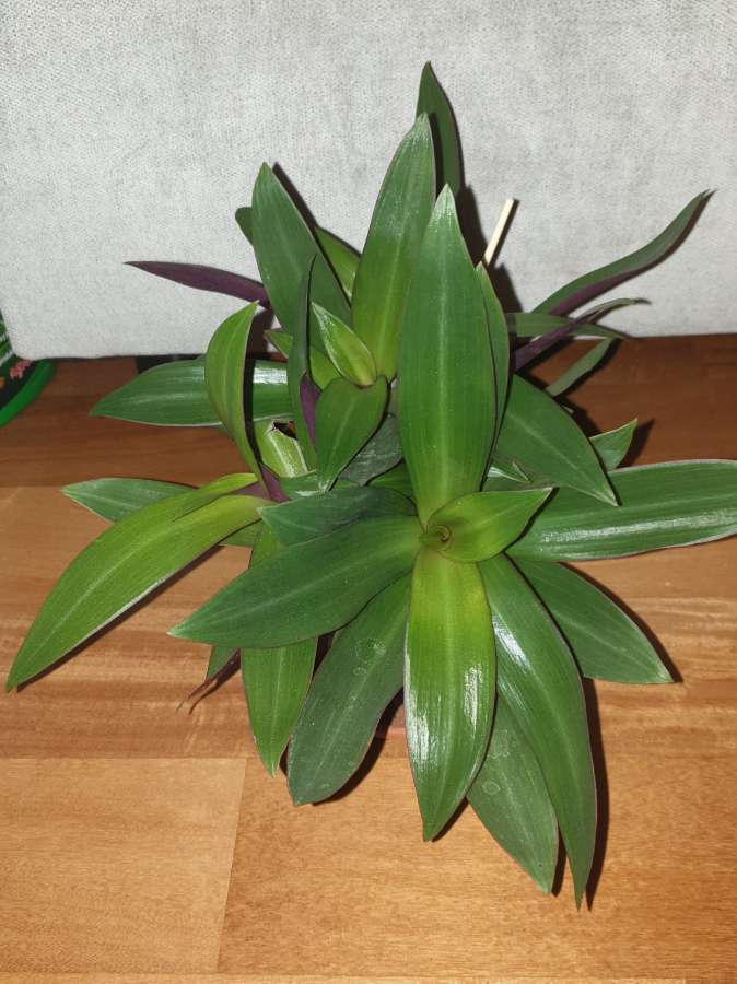 Reo meksykańskie, dużo sadzonek w doniczce  2