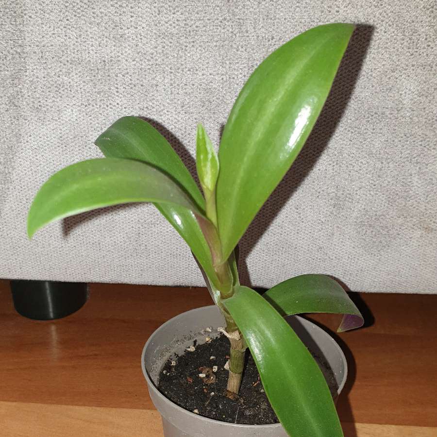 Reo meksykańskie, dużo sadzonek w doniczce 