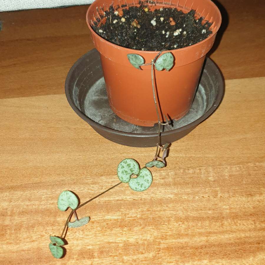 Ceropegia Woodii, roślina rosnąca
