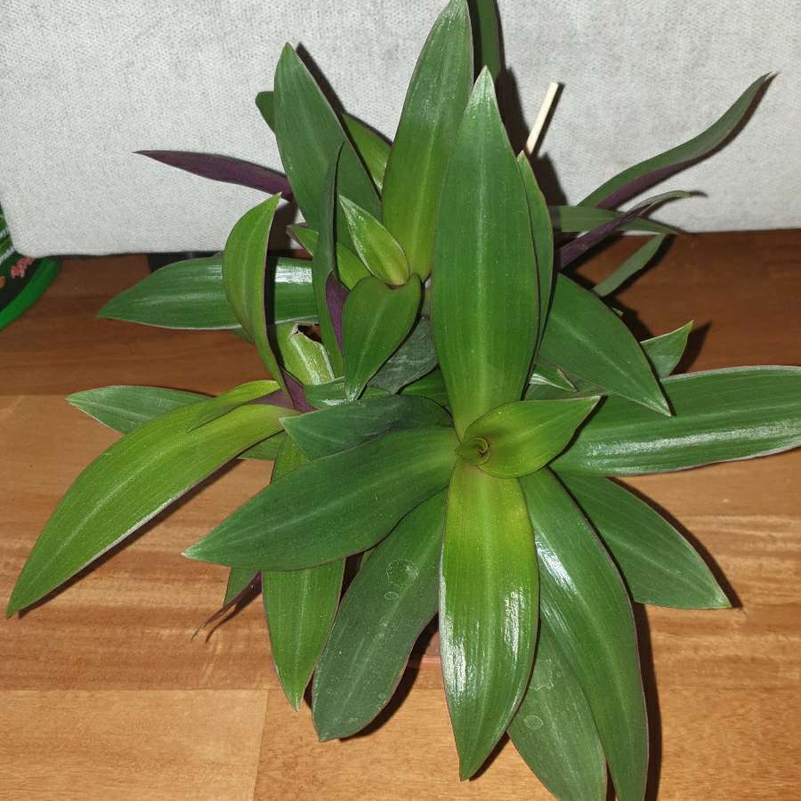 Reo meksykańskie, dużo sadzonek w doniczce 