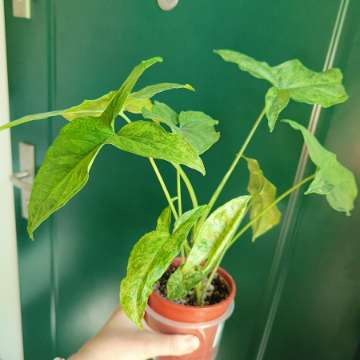 Syngonium Mohito
