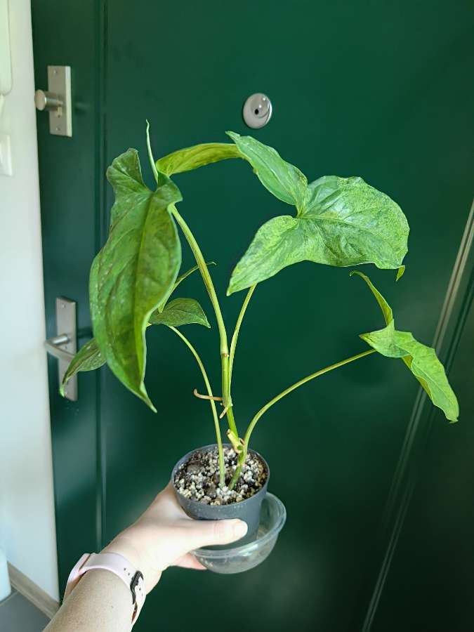Syngonium Mohito 2