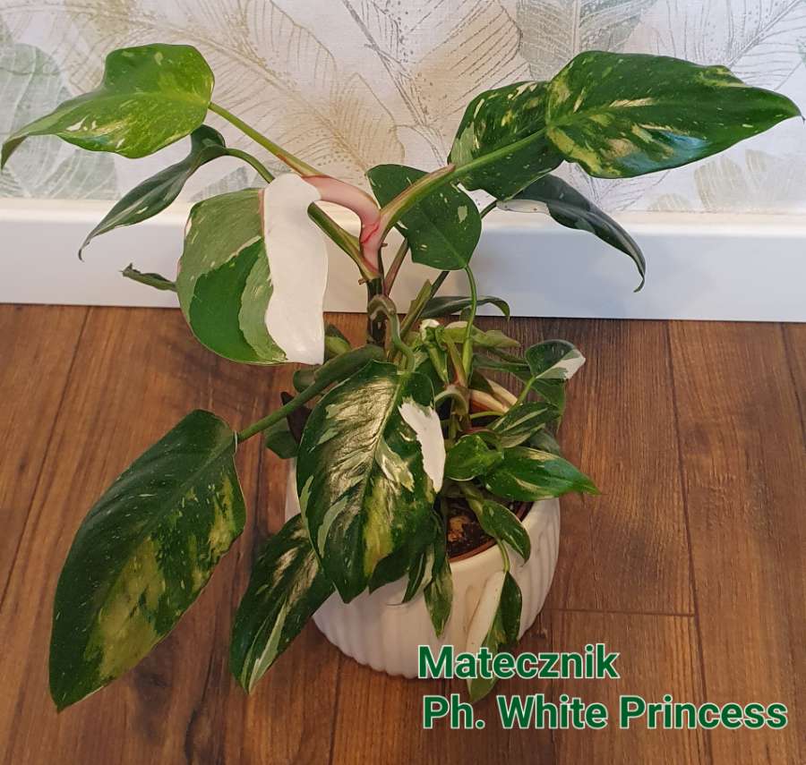 Philodendron White Princess 2