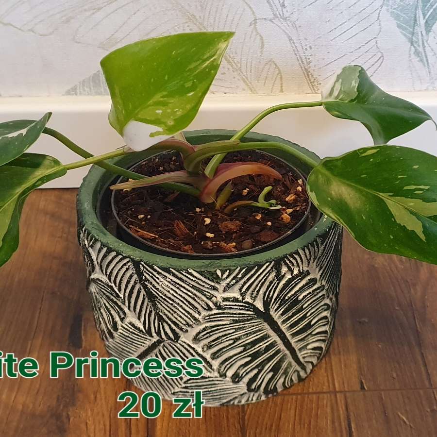 Philodendron White Princess