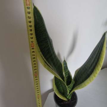Sansewieria