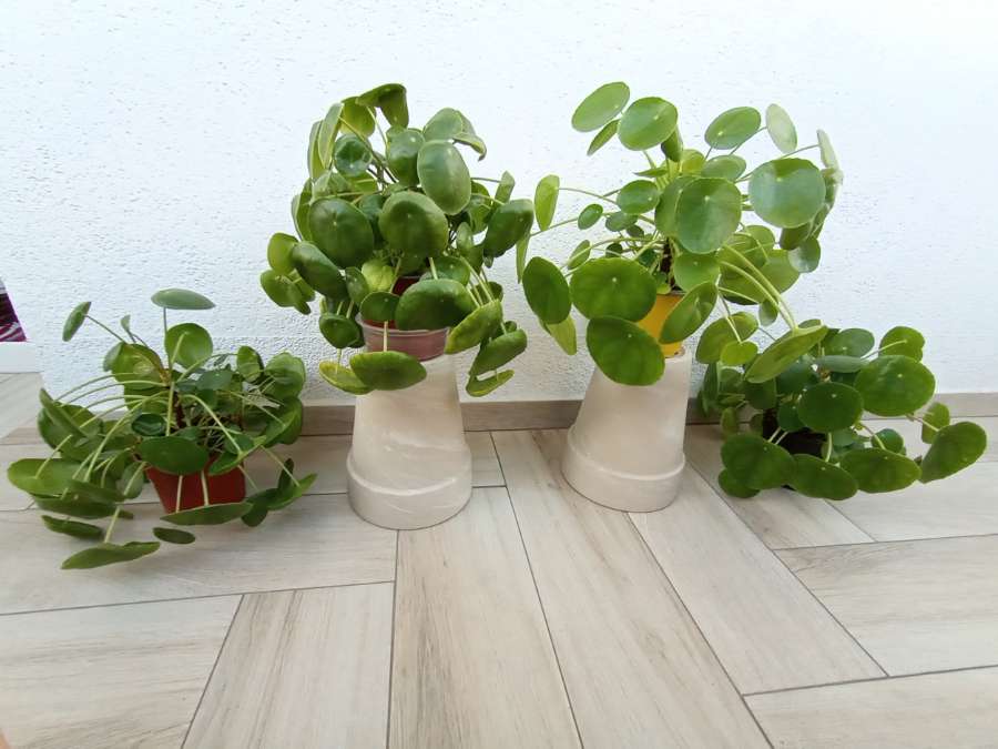 pieniążek - Pilea peperomioides - śr./wys. 23-27 cm 3