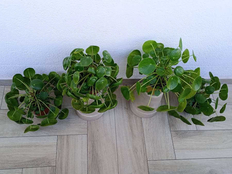 pieniążek - Pilea peperomioides - śr./wys. 23-27 cm 2