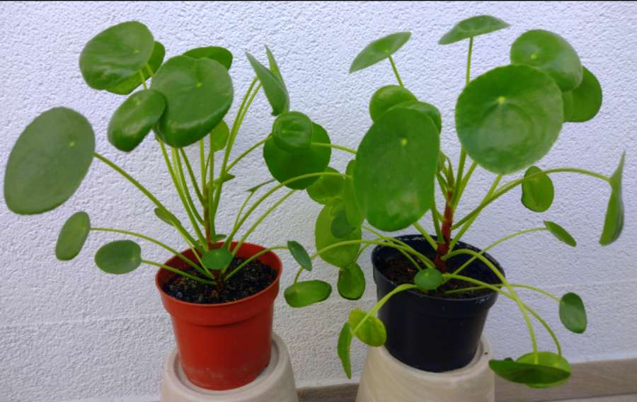 pieniążek - Pilea peperomioides - średnica 25-30 cm 5