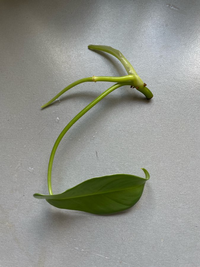 Philodendron bipennifolium 2